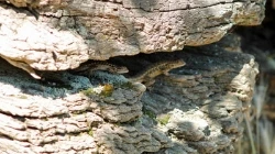 Picture for category Supplies